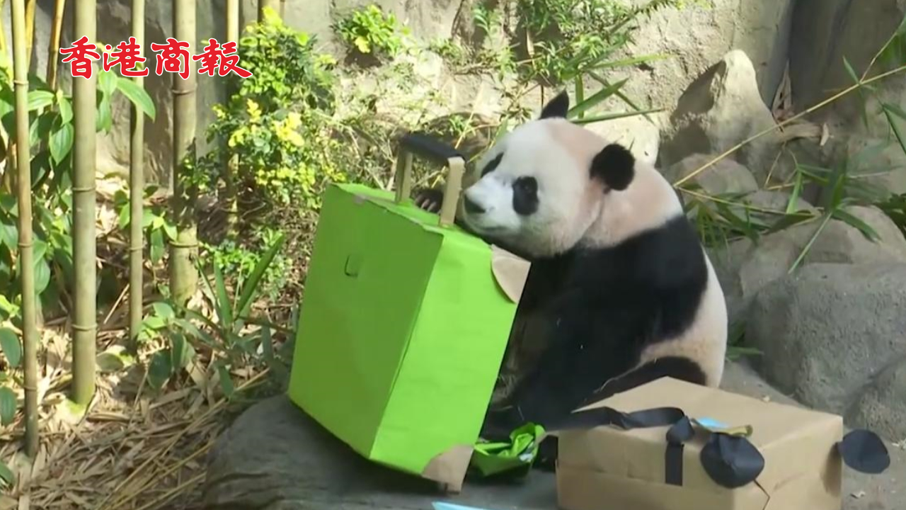 有片丨上千人歡送 旅新大熊貓叻叻最後一次公開露面