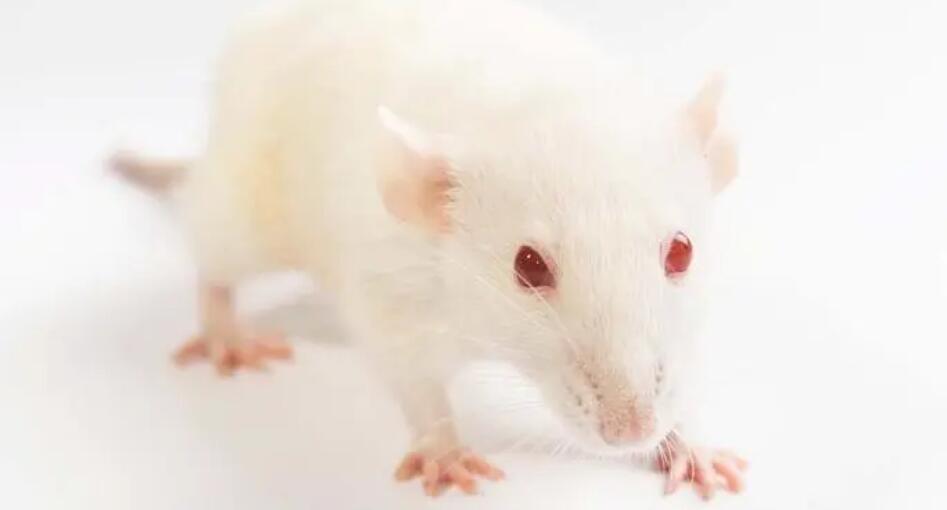 日研究：小鼠體內自帶基因治療「藥物」