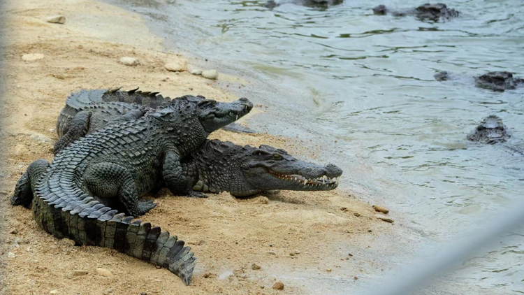 【計出新角度】內地鱷魚養殖業突破地理環境限制