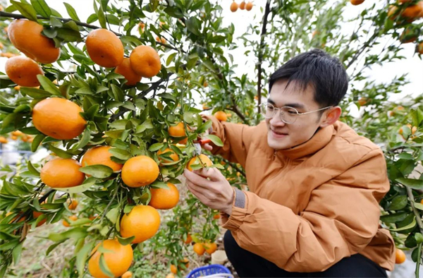 安徽巢湖：冬日綻「豐」景 柑橘成熟上市