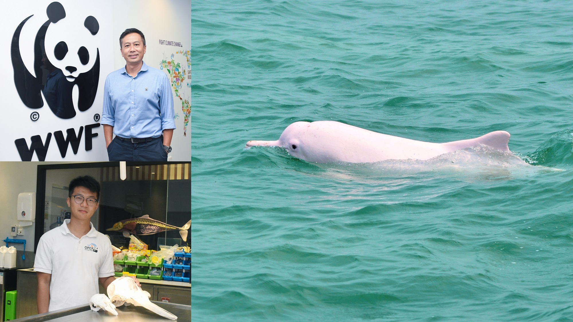 【海洋保育】拯救白海豚 刻不容緩