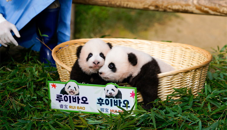韓國愛寶樂園雙胞胎大熊貓幼崽4日起與遊客見面