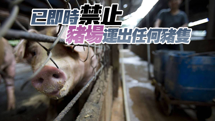 上水古洞豬場驗出非洲豬瘟病毒 漁護署正安排銷毀場內逾400頭豬