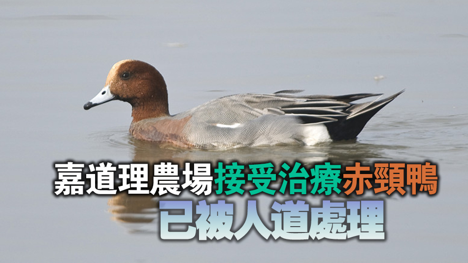 天水圍香港濕地公園撿獲的赤頸鴨屍體感染H5N1禽流感