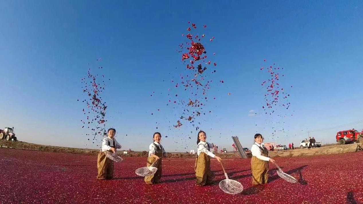 黑龍江蔓越莓「回抱」廣西砂糖橘 10萬盒蔓越莓從東極撫遠發往南寧