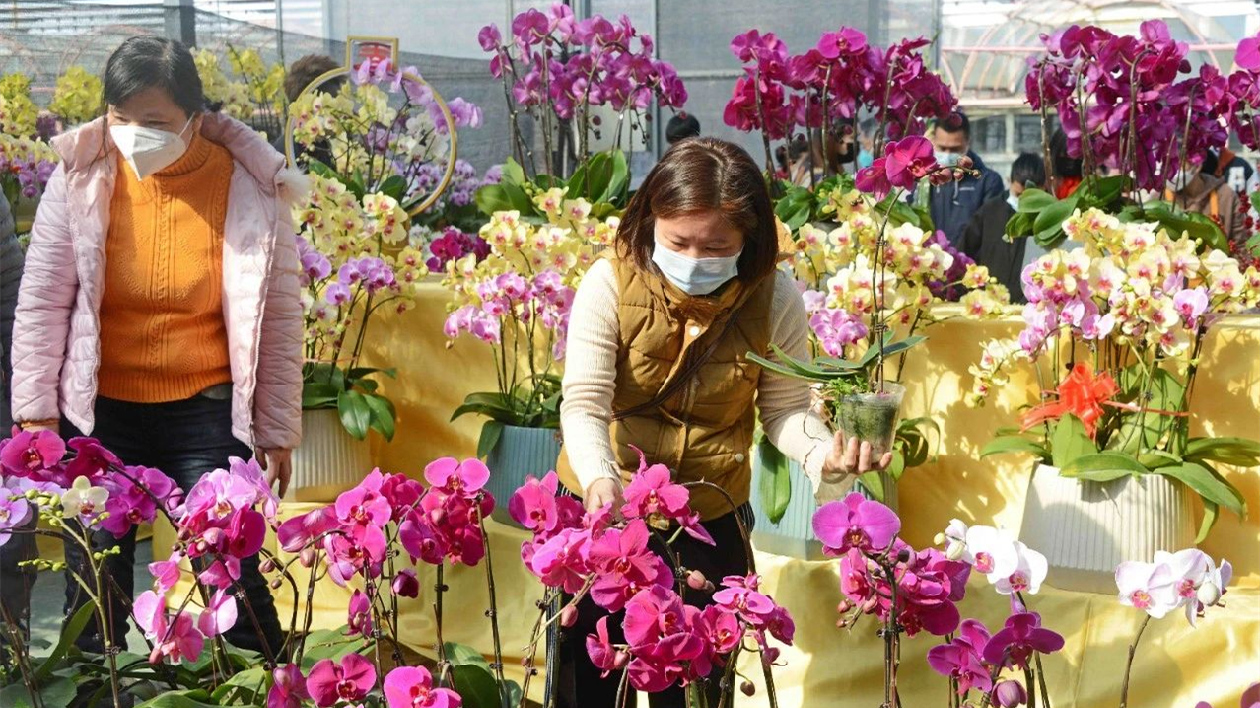 打造傳統與現代深度融合 為期5天的廣州花都迎春花市下月5號開市