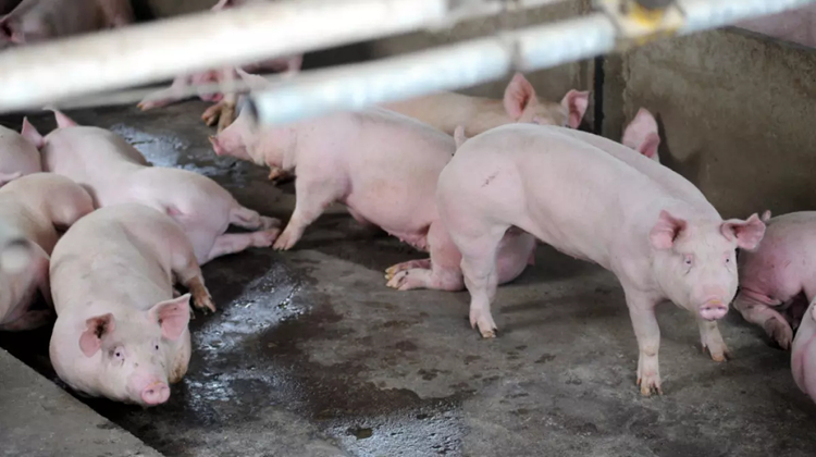 漁護署：元朗新田持牌豬場逾1700多頭豬隻完成銷毀