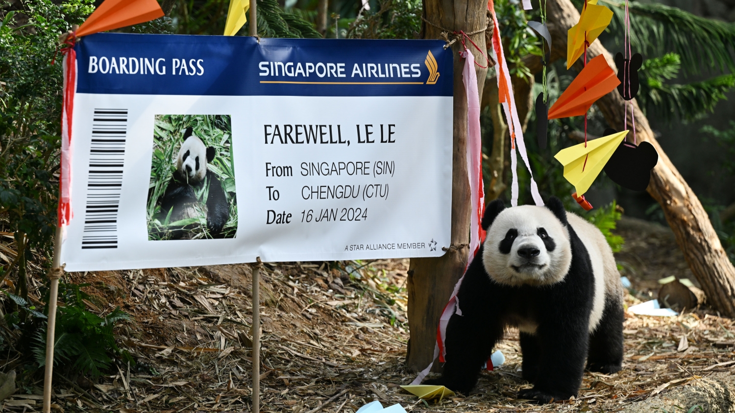 新加坡出生大熊貓叻叻16日啟程返回中國