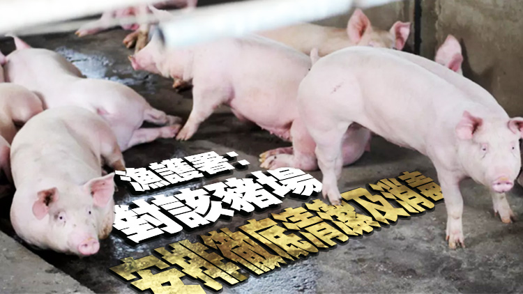 元朗新田豬場檢出非洲豬瘟病毒 銷毀全部1393頭豬