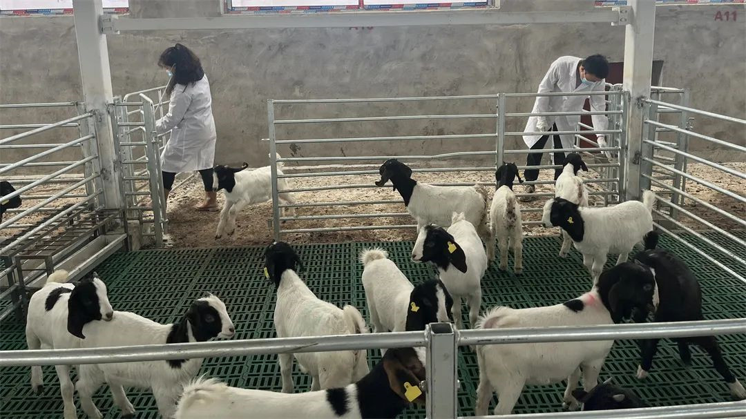 發展特色產業「天府肉羊」 四川鹽亭聚力打造中國核心繁育場