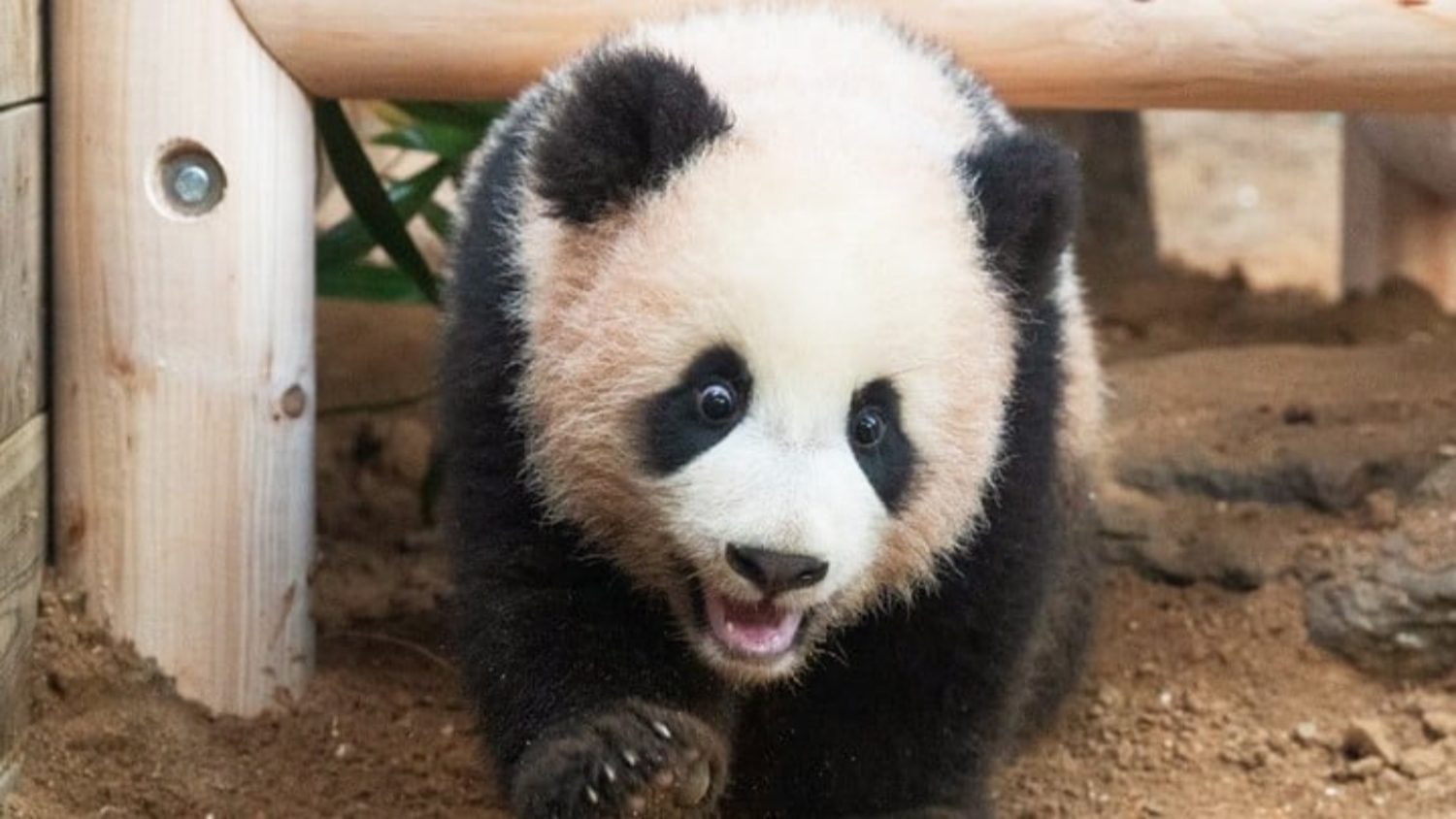 韓國出生大熊貓福寶 將於4月初返回四川