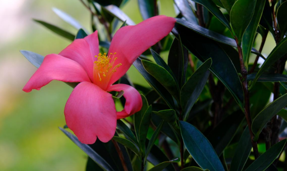 華南國家植物園15種珍稀植物將首次亮相天河迎春花市