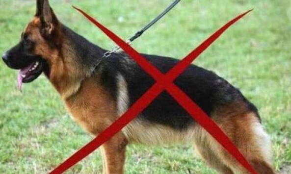 最高法明確：禁養的烈性犬傷人 犬主全責！