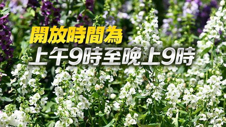 香港花展3月15日至24日維園舉行 以香彩雀為主題花