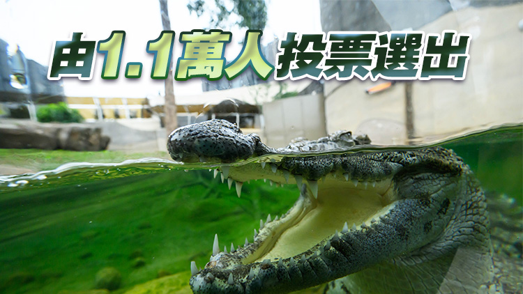 八鄉鱷魚命名為「百香果」 周六起於海洋公園跟市民見面