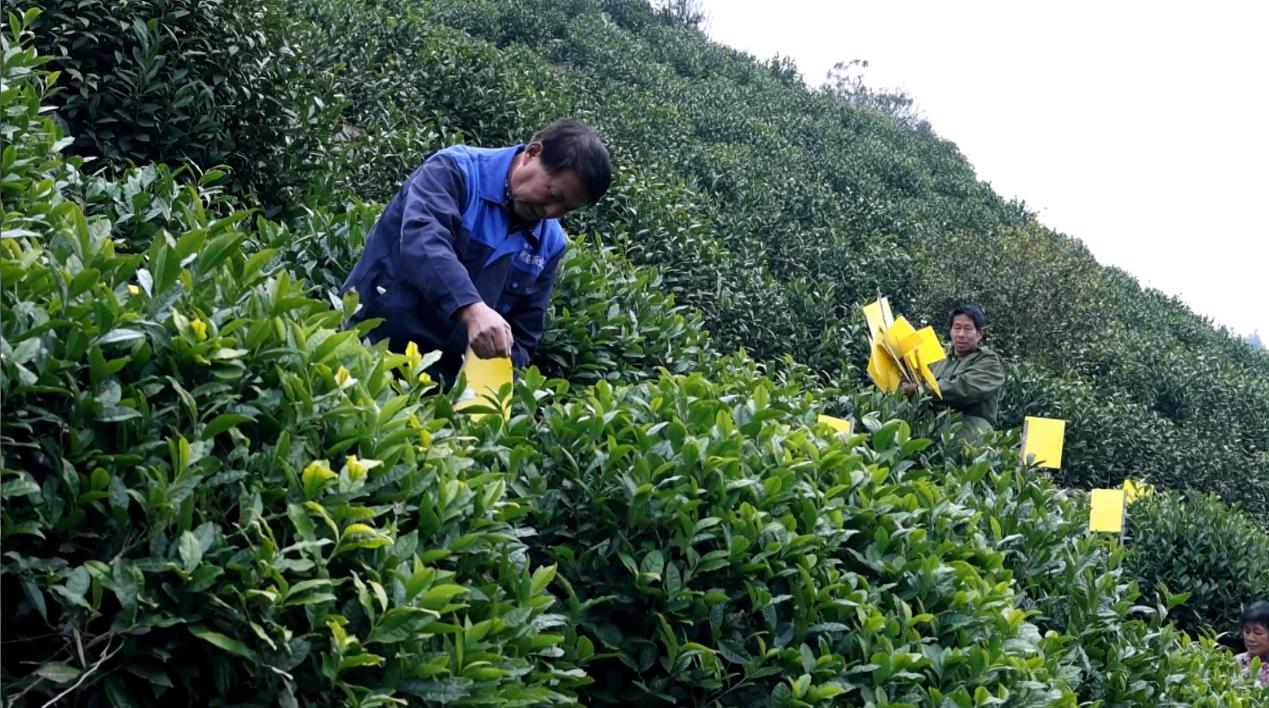促春茶提質增收  皖徽州區築牢生態茶綠色屏障