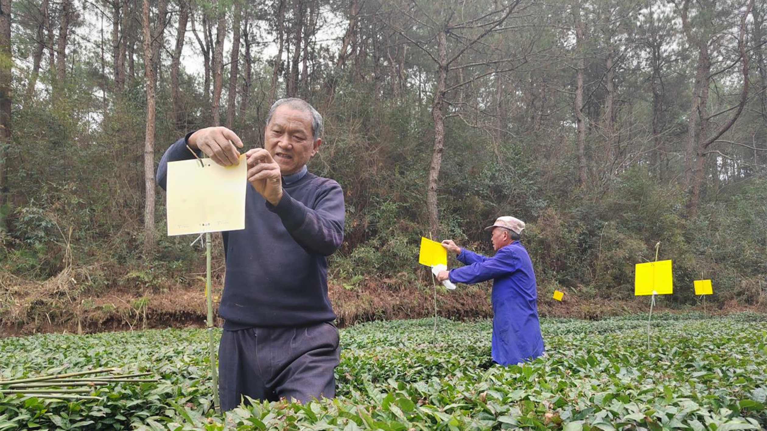 皖屯溪區：推茶園綠色防控  助茶農增產增收