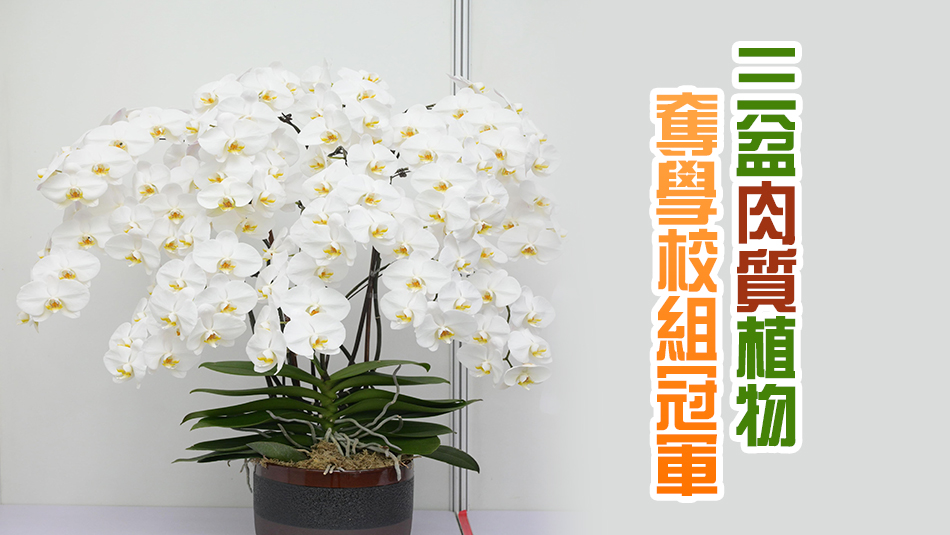 花卉展植物展品比賽得獎名單公布 形態優美蘭花獲公開組冠軍