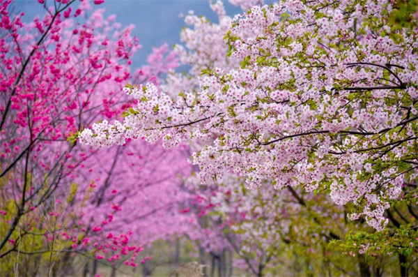 安徽巢湖：300多畝櫻花次第盛開
