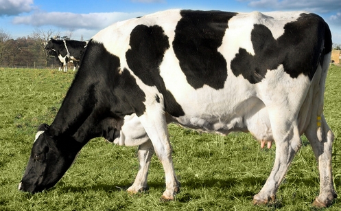 巴西一頭轉基因奶牛產出含有人胰島素的牛奶 