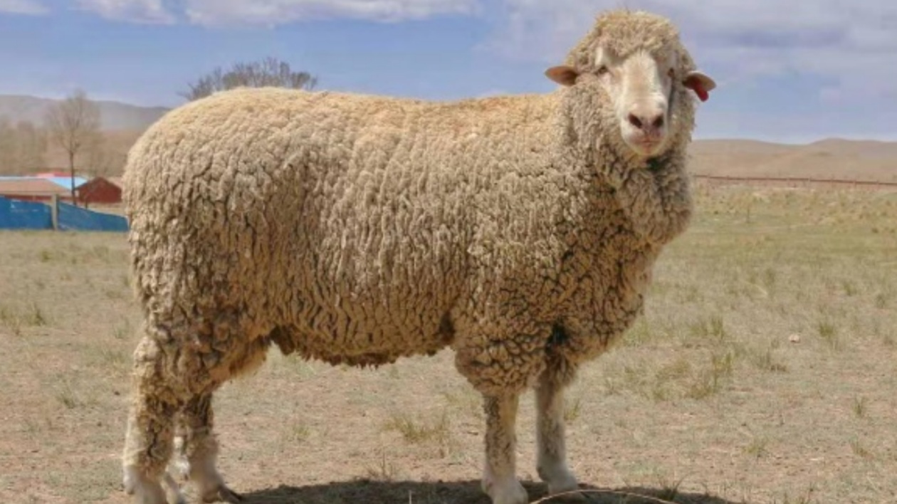 甘肅培育出國內首個適應高寒氣候的肉羊新品種