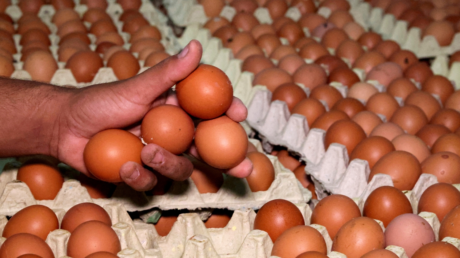 ​食環署宣布暫停進口瑞典和美國部分地區禽產品