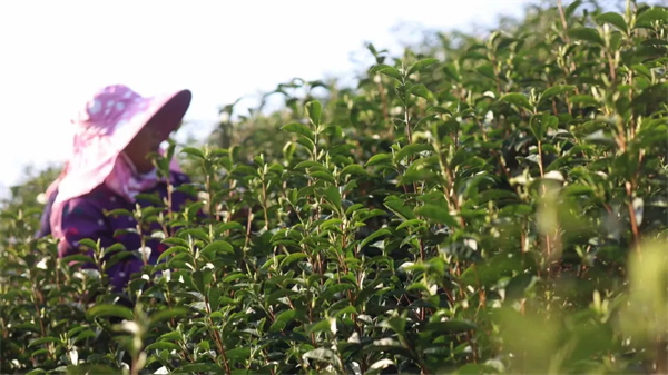 較去年推遲一周左右 安徽各大產茶區下旬春茶開採