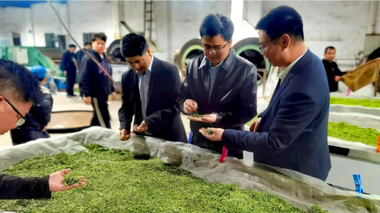 接續壯大茶產業  皖休寧流口鎮「綠葉」变「金葉」