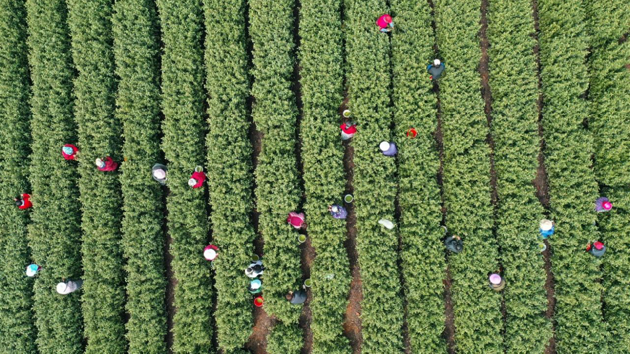 安徽巢湖：壩鎮萬畝春茶開採