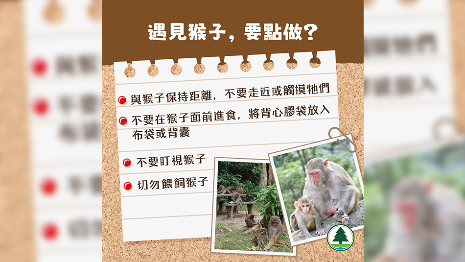 漁護署籲市民避免直視猴子 指有關行為會被視為挑釁