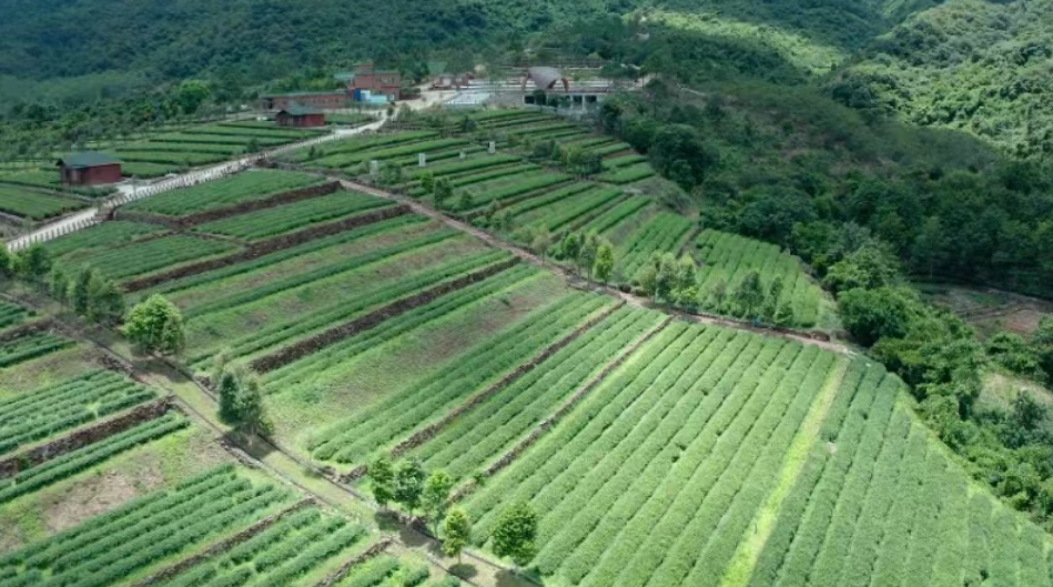 汕尾海豐：茶產業賦能「百千萬工程」 5.7萬畝春茶搶「鮮」上市