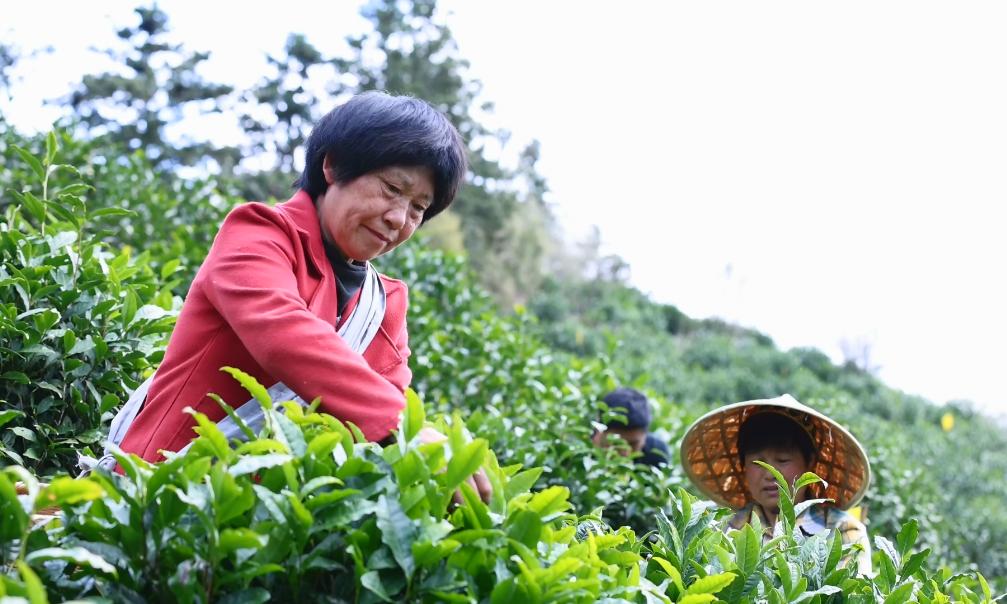 皖徽州區：「智慧大腦」賦能茶產業高質量發展