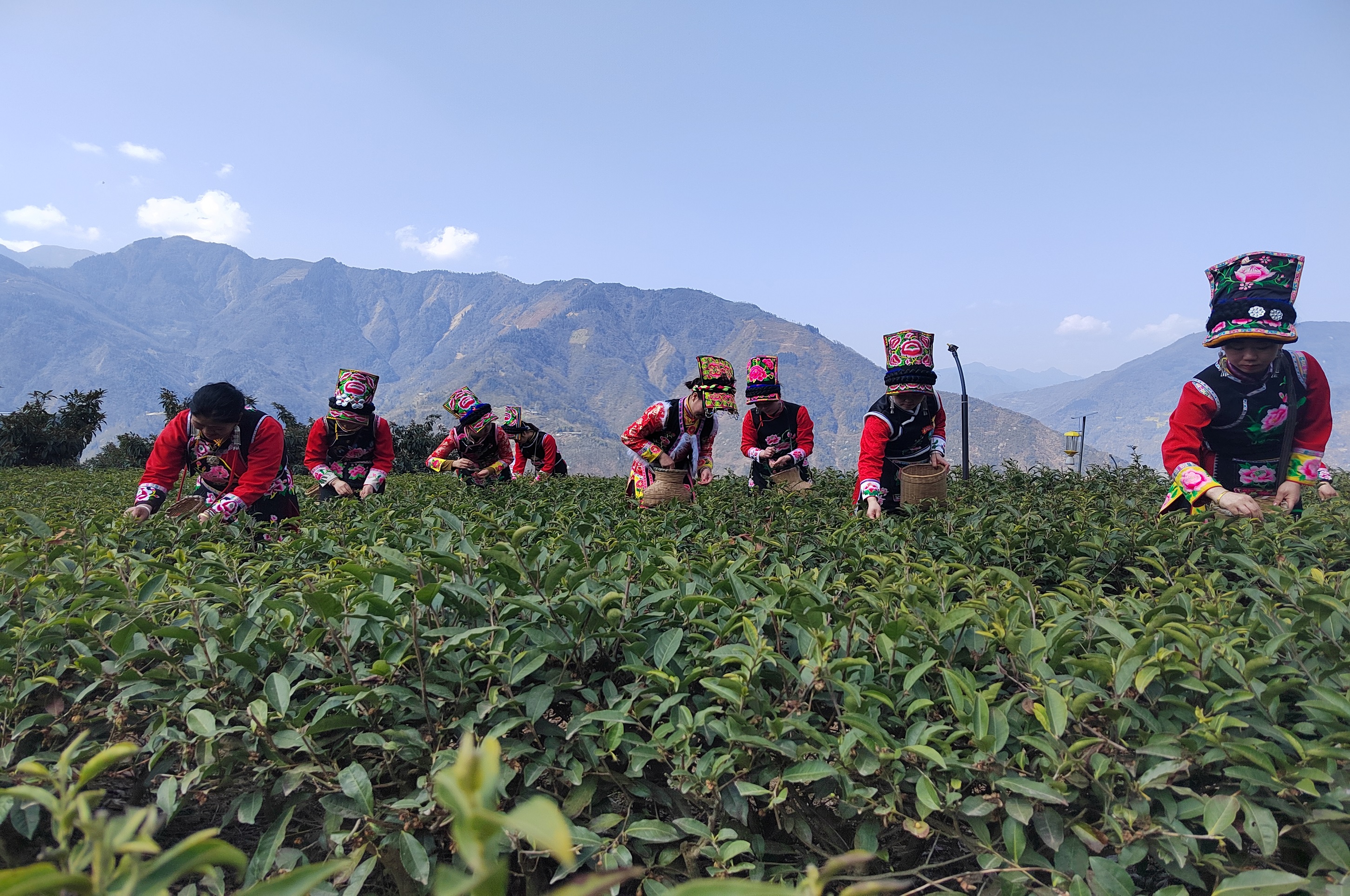 浙川茶產業融合發展大會舉行  北川苔子茶1號新品種發佈