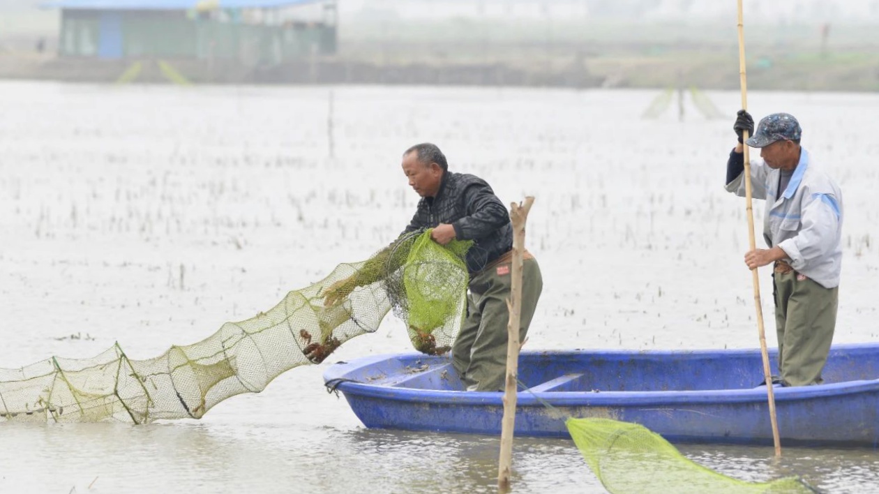 安徽巢湖：龍蝦產量超過2萬噸