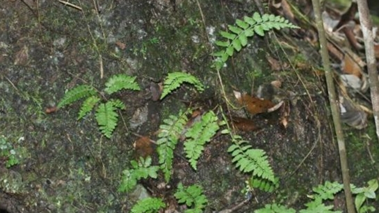 廣東丹霞山發現蕨類植物新種——國達鐵角蕨