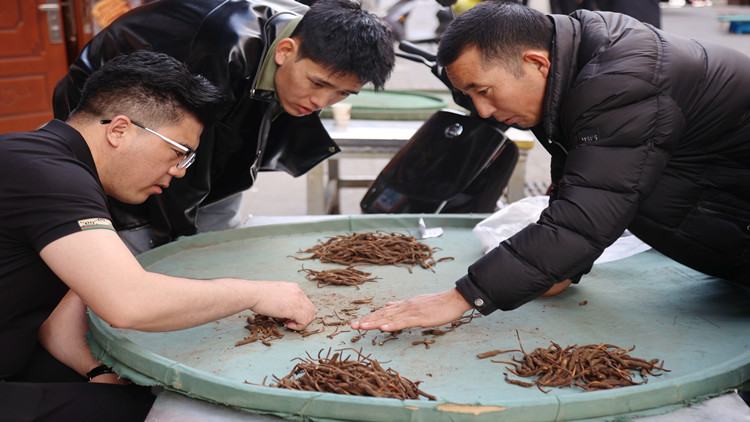 青海冬蟲夏草年平均蘊藏量近14億根