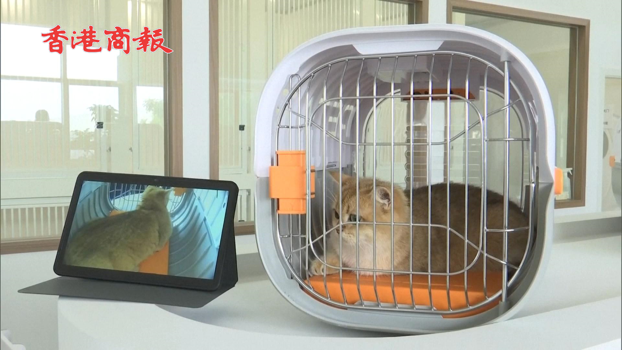 有片丨深圳啟用我國首家寵物候機廳 每隻寵物都擁有獨立候機空間