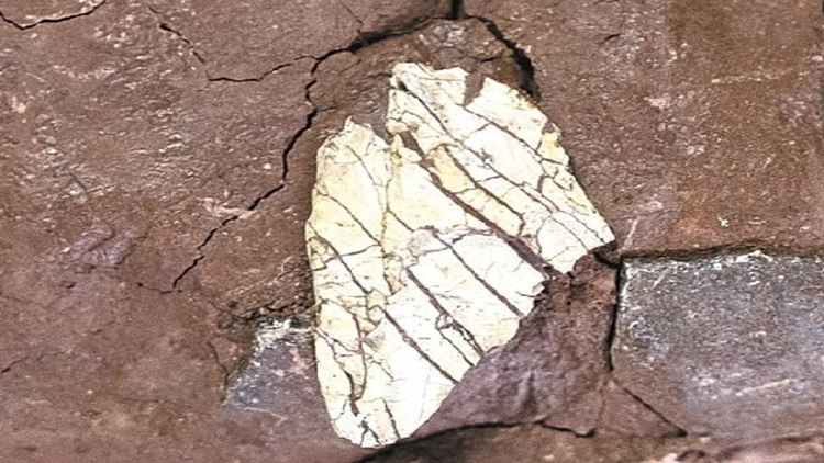 廣州首次發現暴龍超科化石