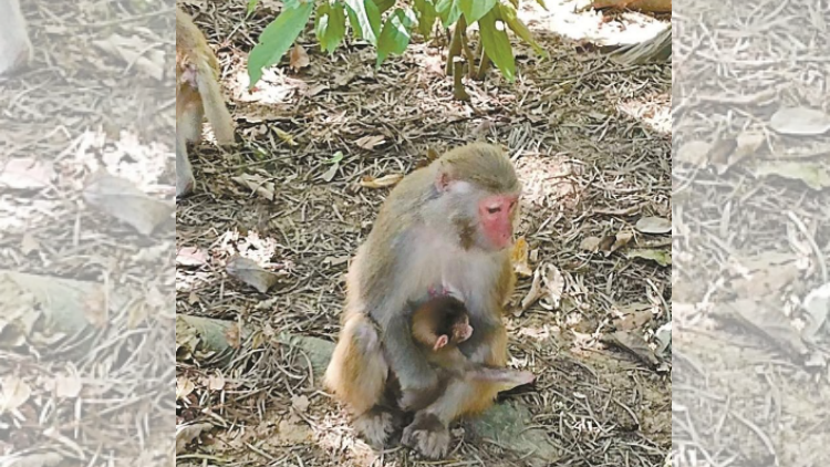「猴賽雷」！內伶仃島獼猴家族新添10隻萌寶