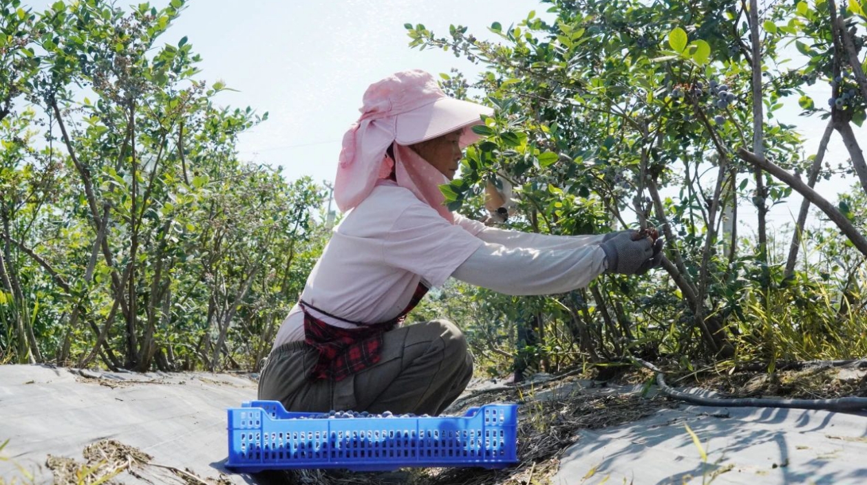 安徽巢湖：藍莓豐收 喜上「莓」梢