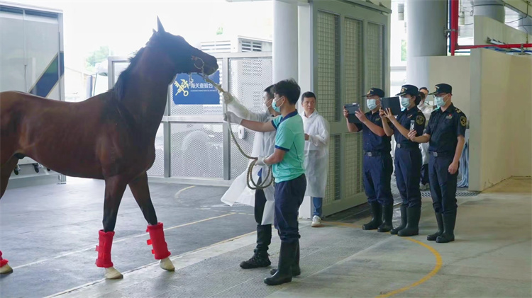 大灣區馬產業健康發展  往返粵港兩地馬匹累計超3萬匹次