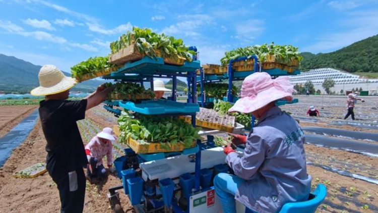 秦嶺腹地的粵港澳大灣區「菜籃子」