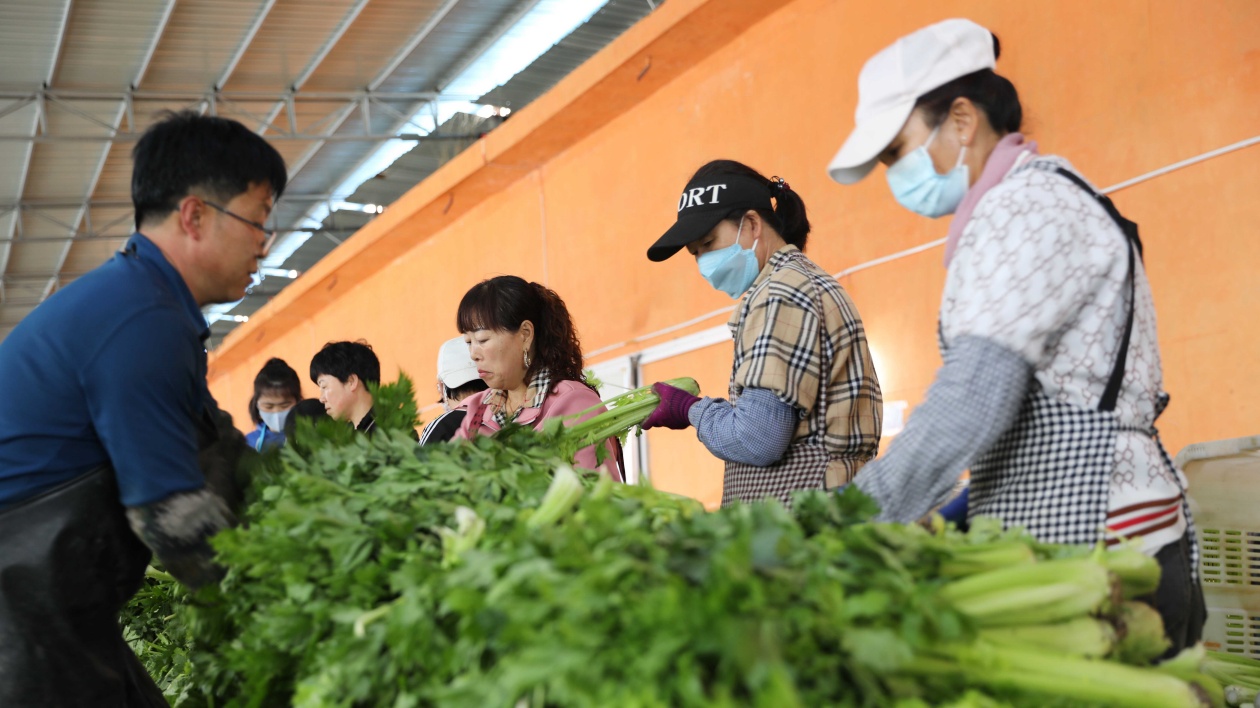 甘肅榆中高原夏菜大規模上市  產量料達99萬噸