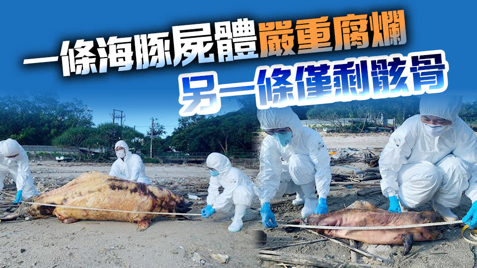 貝澳天后廟附近沙灘發現2條中華白海豚屍體