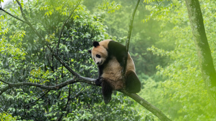 大熊貓「雲川」和「鑫寶」在美國聖迭戈動物園適應良好