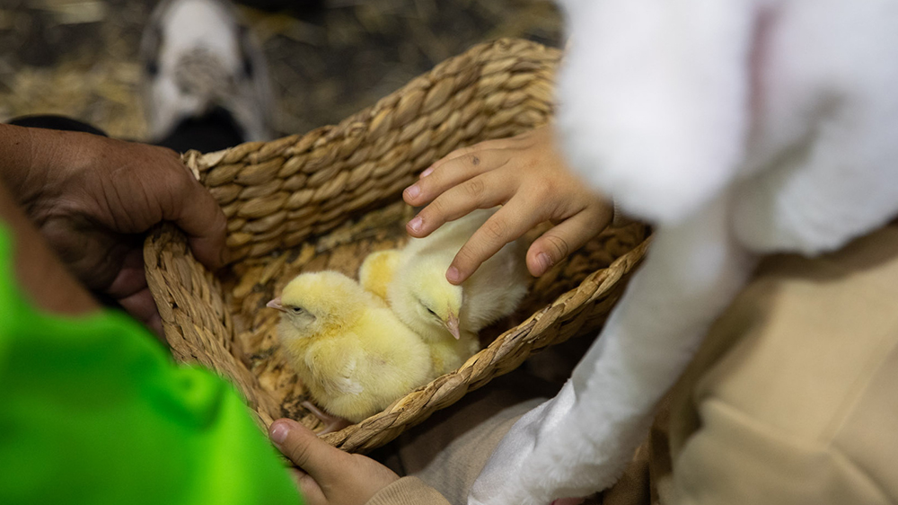 日本開發出鑑別雞胚胎性別的新方法