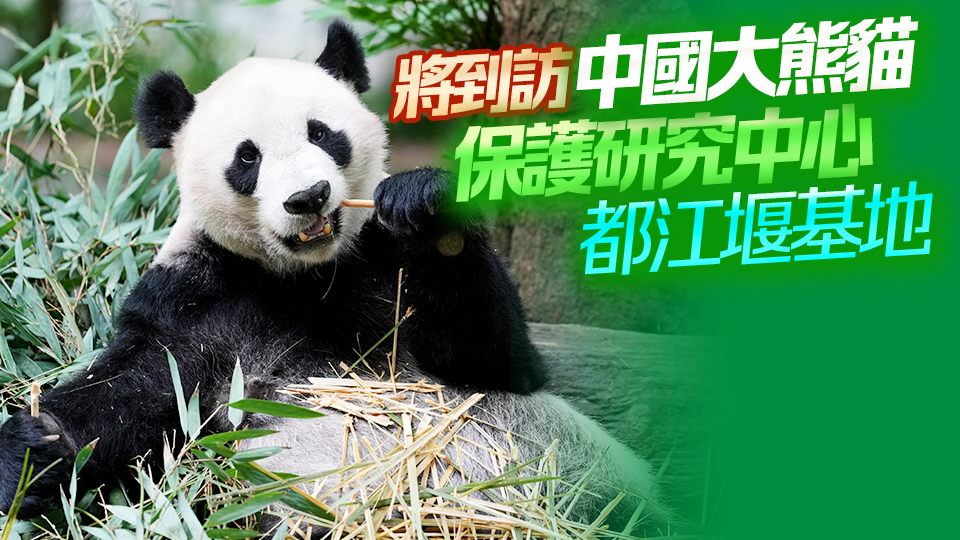 李家超周日訪問四川 商討中央贈港大熊貓赴港安排