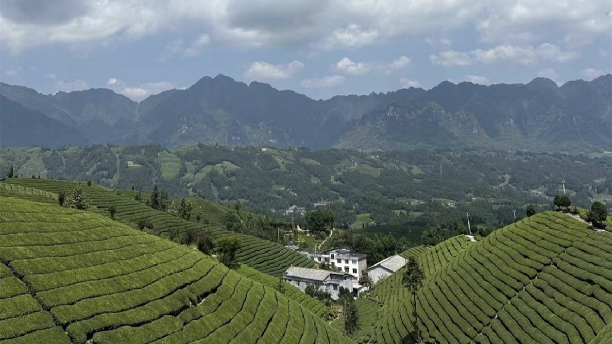 山海之名·共赴恩施丨茶旅融合 在鶴峰木耳山感受中國最美茶山魅力