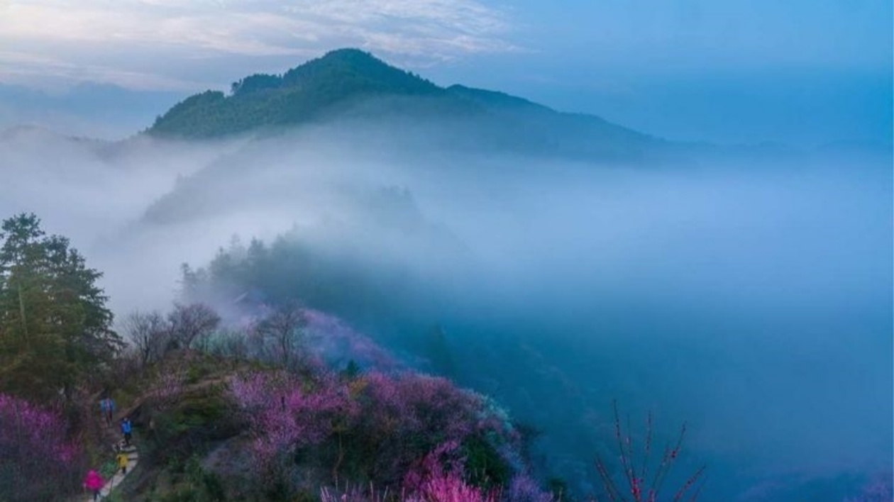 「小盆景」成「大產業」 皖歙縣賣花漁村「笑靥」如春景象万千