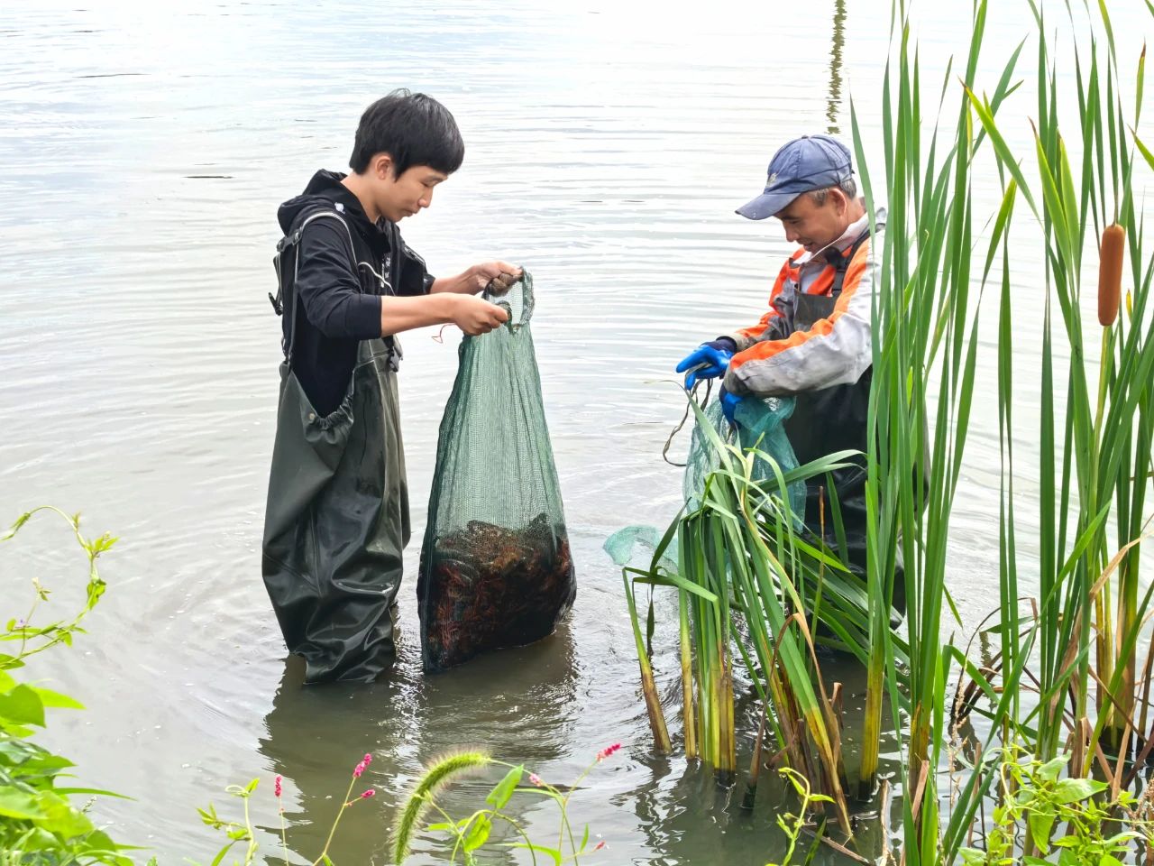 黑龍江寶清：寒地小龍蝦熱銷上市